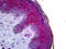 Keratin 16 antibody, 51-644, ProSci, Immunohistochemistry paraffin image 