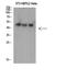 Speckle-type POZ protein antibody, A02032, Boster Biological Technology, Western Blot image 
