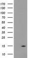 Coiled-Coil-Helix-Coiled-Coil-Helix Domain Containing 5 antibody, LS-C172689, Lifespan Biosciences, Western Blot image 