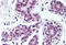 TAR DNA Binding Protein antibody, MBS241928, MyBioSource, Immunohistochemistry frozen image 