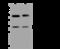 Carbonic anhydrase 13 antibody, 201242-T32, Sino Biological, Western Blot image 