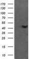 Ciliogenesis Associated TTC17 Interacting Protein antibody, MA5-26163, Invitrogen Antibodies, Western Blot image 