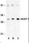 XIAP Associated Factor 1 antibody, orb86815, Biorbyt, Western Blot image 