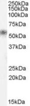 Kallikrein-1 antibody, MBS421170, MyBioSource, Western Blot image 