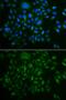 BMP and activin membrane-bound inhibitor homolog antibody, GTX64625, GeneTex, Immunofluorescence image 