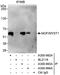 hMOF antibody, A300-993A, Bethyl Labs, Immunoprecipitation image 