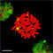 Heat shock factor protein 1 antibody, TA326414, Origene, Immunofluorescence image 
