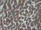 NADH:Ubiquinone Oxidoreductase Subunit B10 antibody, M11886, Boster Biological Technology, Immunohistochemistry paraffin image 