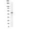 Secretogranin-3 antibody, R30252, NSJ Bioreagents, Western Blot image 