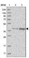 DnaJ Heat Shock Protein Family (Hsp40) Member B4 antibody, NBP1-81735, Novus Biologicals, Western Blot image 