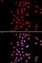 H/ACA ribonucleoprotein complex subunit 4 antibody, orb48353, Biorbyt, Immunofluorescence image 