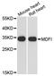 MyoD Family Inhibitor antibody, A13709, ABclonal Technology, Western Blot image 