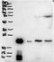 BPI Fold Containing Family A Member 1 antibody, orb106863, Biorbyt, Western Blot image 