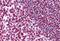 Protein Mdm4 antibody, MBS246589, MyBioSource, Immunohistochemistry paraffin image 