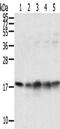 TATA-Box Binding Protein Associated Factor 11 antibody, CSB-PA210339, Cusabio, Western Blot image 