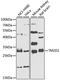 TM2 Domain Containing 1 antibody, STJ110150, St John