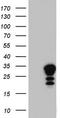 MAC2 antibody, CF804656, Origene, Western Blot image 