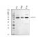 Cholesterol 7-alpha-monooxygenase antibody, A01601, Boster Biological Technology, Western Blot image 