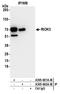 RIO Kinase 3 antibody, A305-601A-M, Bethyl Labs, Immunoprecipitation image 