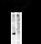 Dual specificity protein kinase CLK2 antibody, XPS-1003, ProSci, Western Blot image 