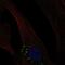 Olfactomedin Like 3 antibody, NBP2-68601, Novus Biologicals, Immunocytochemistry image 