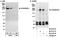 CEP215 antibody, A300-554A, Bethyl Labs, Western Blot image 