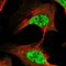 Upregulator Of Cell Proliferation antibody, NBP1-87983, Novus Biologicals, Immunocytochemistry image 