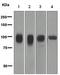 HB2 antibody, TA307534, Origene, Western Blot image 