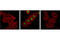 Fos Proto-Oncogene, AP-1 Transcription Factor Subunit antibody, 5348P, Cell Signaling Technology, Immunofluorescence image 