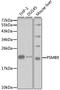 Proteasome Subunit Beta 9 antibody, A1771, ABclonal Technology, Western Blot image 