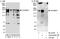 Slo1 antibody, A303-409A, Bethyl Labs, Immunoprecipitation image 