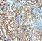 Survival Of Motor Neuron 2, Centromeric antibody, FNab08031, FineTest, Immunohistochemistry paraffin image 