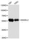 Angel Homolog 2 antibody, A16811, Boster Biological Technology, Western Blot image 