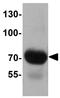 FAD-dependent oxidoreductase domain-containing protein 2 antibody, GTX32060, GeneTex, Western Blot image 