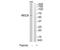 Meiotic recombination protein REC8 homolog antibody, TA315000, Origene, Western Blot image 