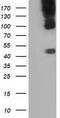 B7 antibody, TA501667, Origene, Western Blot image 