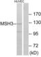 MutS Homolog 3 antibody, LS-B9250, Lifespan Biosciences, Western Blot image 