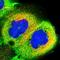 RCC1 Domain Containing 1 antibody, NBP1-93517, Novus Biologicals, Immunofluorescence image 