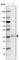 Napsin A Aspartic Peptidase antibody, HPA047236, Atlas Antibodies, Western Blot image 