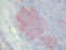 sTfR antibody, AM26057PU-N, Origene, Immunohistochemistry frozen image 