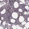 KIT Ligand antibody, HPA070395, Atlas Antibodies, Immunohistochemistry frozen image 