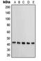 KAP1 antibody, LS-C352704, Lifespan Biosciences, Western Blot image 