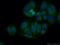 Cystathionine gamma-lyase antibody, 60234-1-Ig, Proteintech Group, Immunofluorescence image 