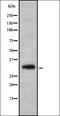 Microseminoprotein Beta antibody, orb378182, Biorbyt, Western Blot image 