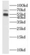 Isthmin 2 antibody, FNab04407, FineTest, Western Blot image 