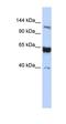 Synaptonemal Complex Protein 1 antibody, orb330967, Biorbyt, Western Blot image 