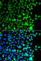 Zinc finger protein AEBP2 antibody, 22-914, ProSci, Immunofluorescence image 