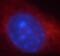 Heme Oxygenase 2 antibody, FNab03938, FineTest, Immunofluorescence image 