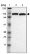 Ubiquitin Specific Peptidase 33 antibody, PA5-52191, Invitrogen Antibodies, Western Blot image 
