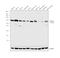 Cytochrome P450 Family 3 Subfamily A Member 4 antibody, PA5-14896, Invitrogen Antibodies, Western Blot image 
